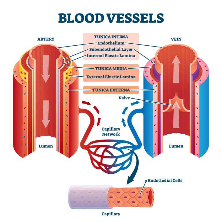 Medical illustration for The Endothelial Frontier: Why Your Biological Age is the Age of Your