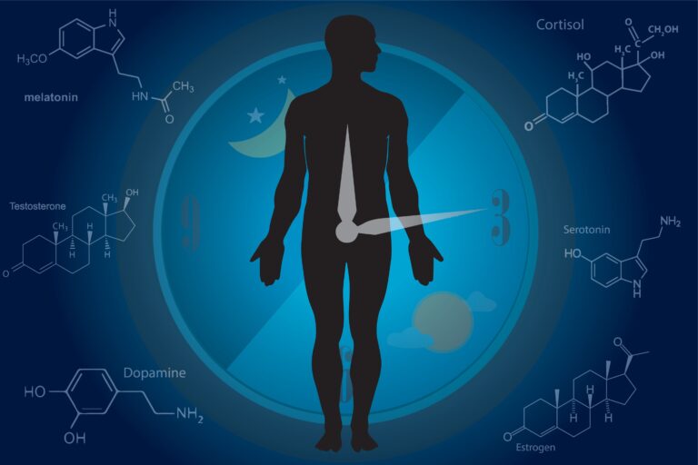 Medical illustration for Circadian Rhythm and Stimulants: The Harmony of the Biological Clock with