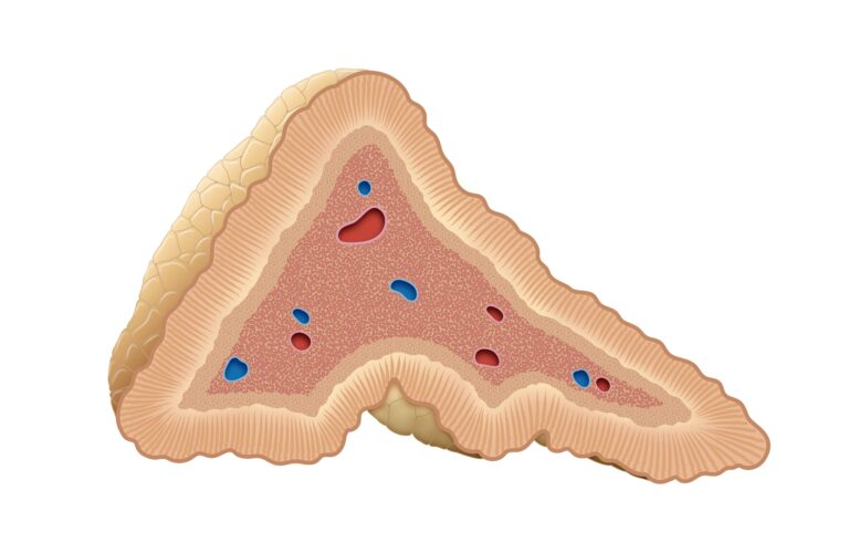 Medical illustration from Vitals Daily